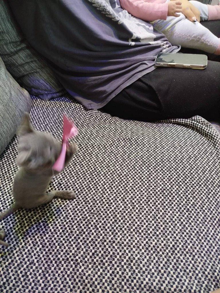 Koťátka Cornisch rex