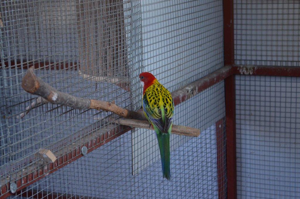 Prodám Roselu pestrou