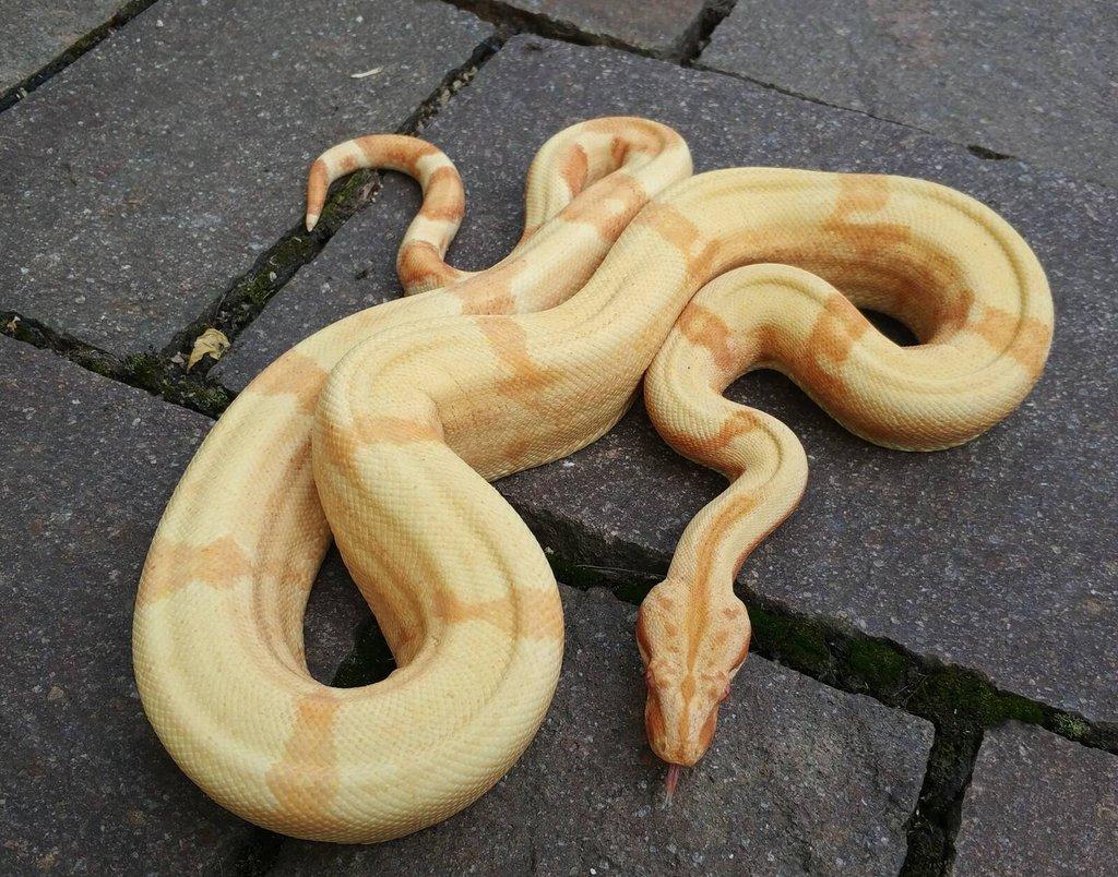 Boa imperator - Purple Sharp Sunglow Aztec, Sharp Sunglow
