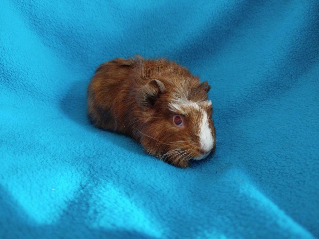 Malá morčátka vhodná na domácí mazlíčky