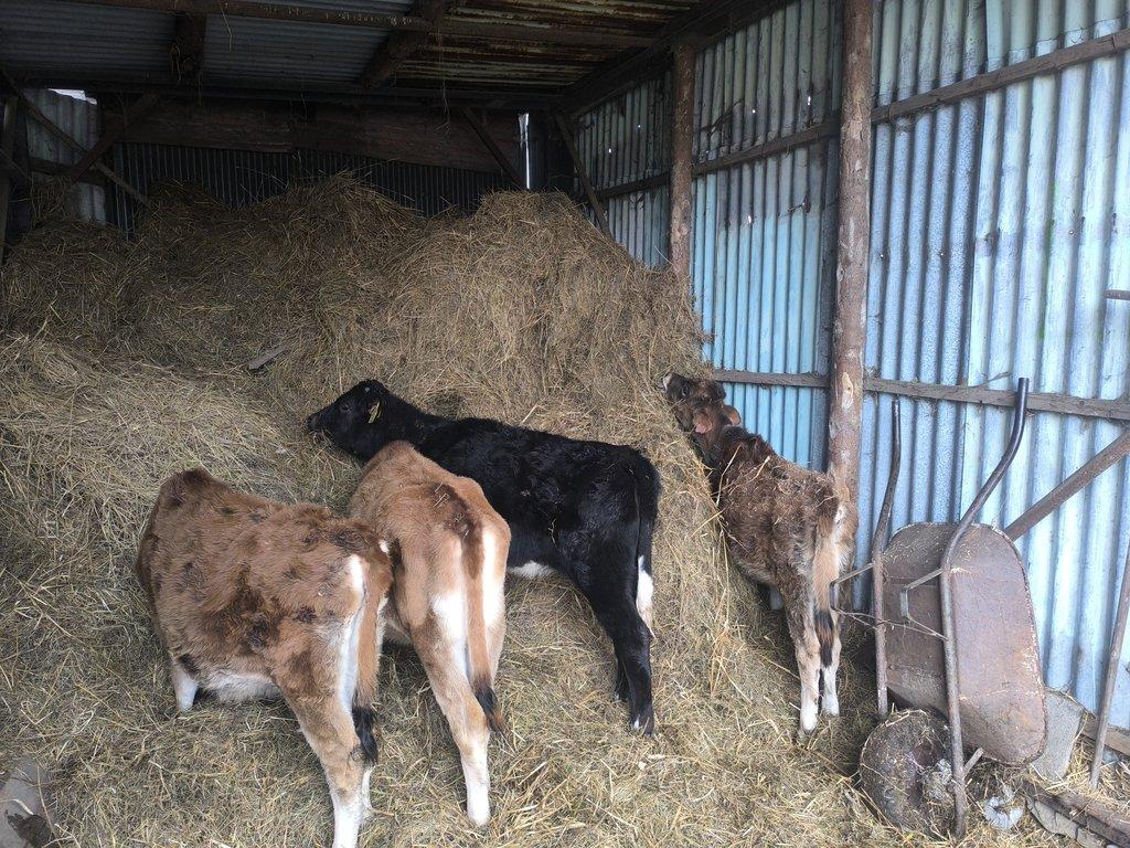 Prodám jalovice jersey červnové  pa kříženku Holštýn x Limusin dubnová