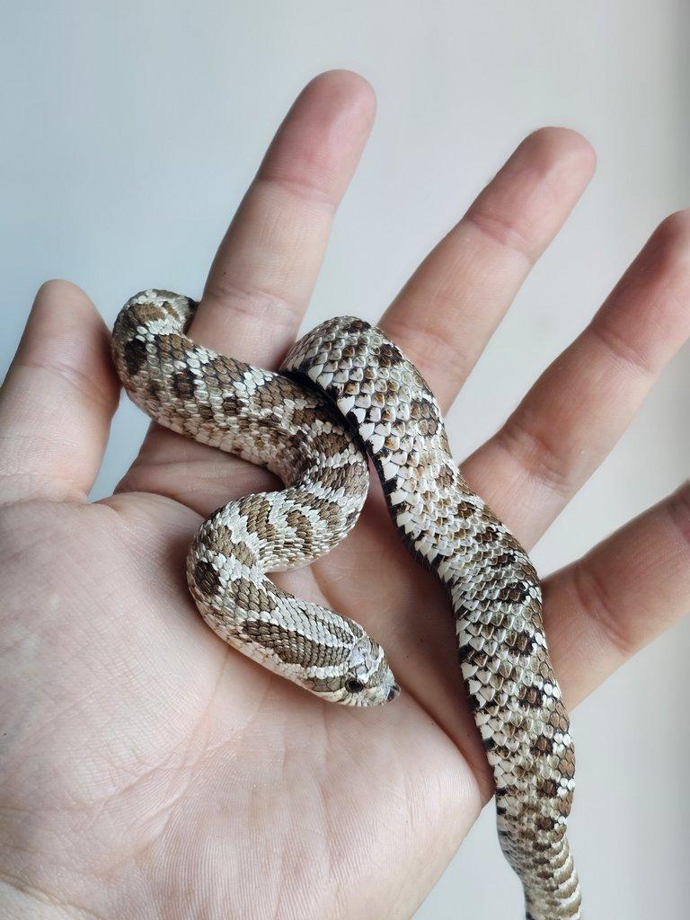 Snakes for Ostrava FaunaThry in June