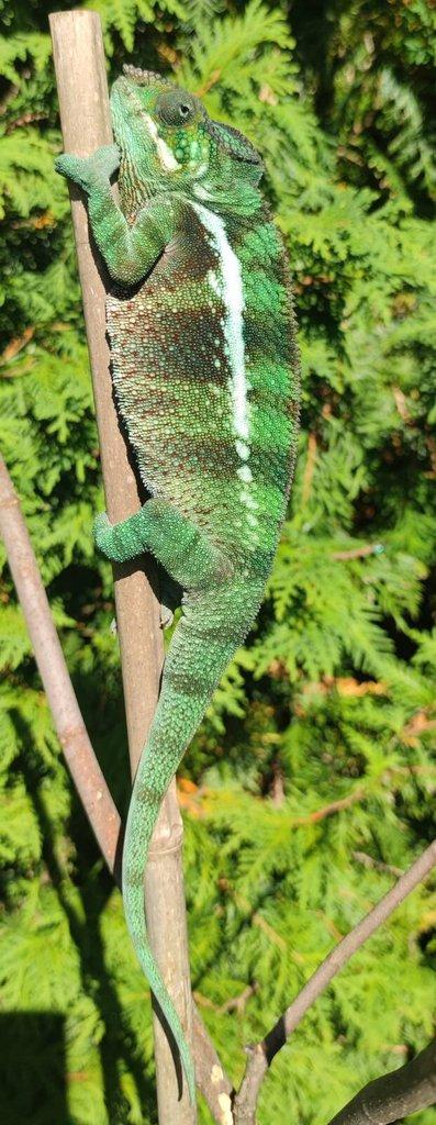 Chameleon FURCIFER PARDALIS AMBANJA