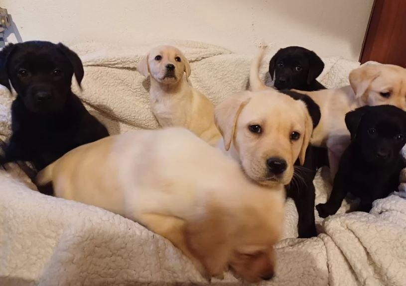 ? Rozkošná štěňata labradora hledají milující domov! ?