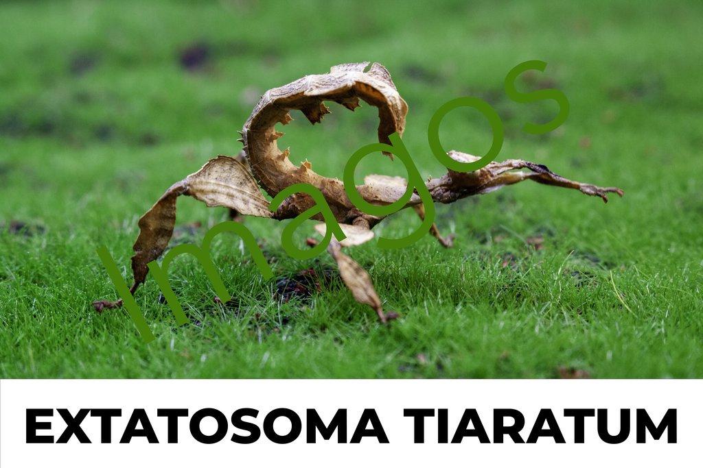 Strašilky, pakobylky- straszyki, patyczaki Fauna Trhy 25.05.2025
