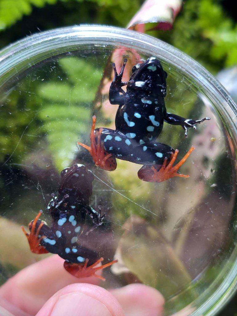 Mantella baroni a Oophaga pumilio 'Solarte'