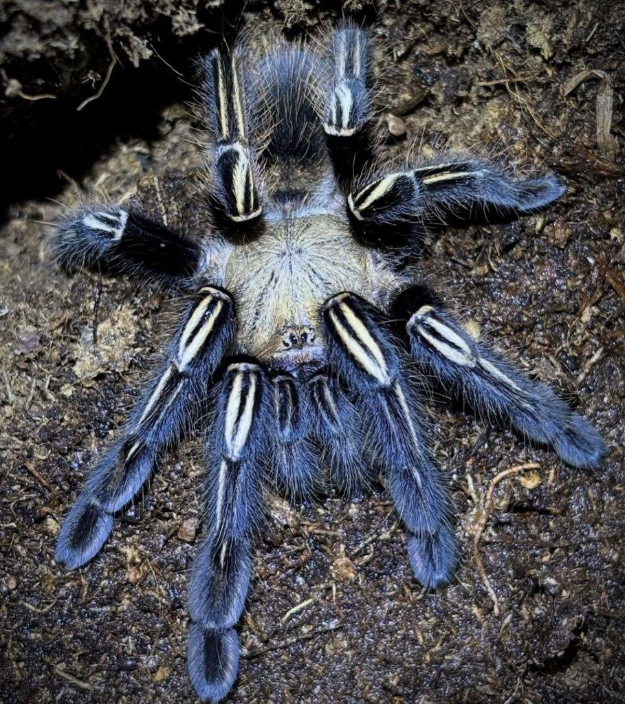 Posílám – G. pulchra, E. murinus, H. maculata, O. aureotibialis, C. versicolor...