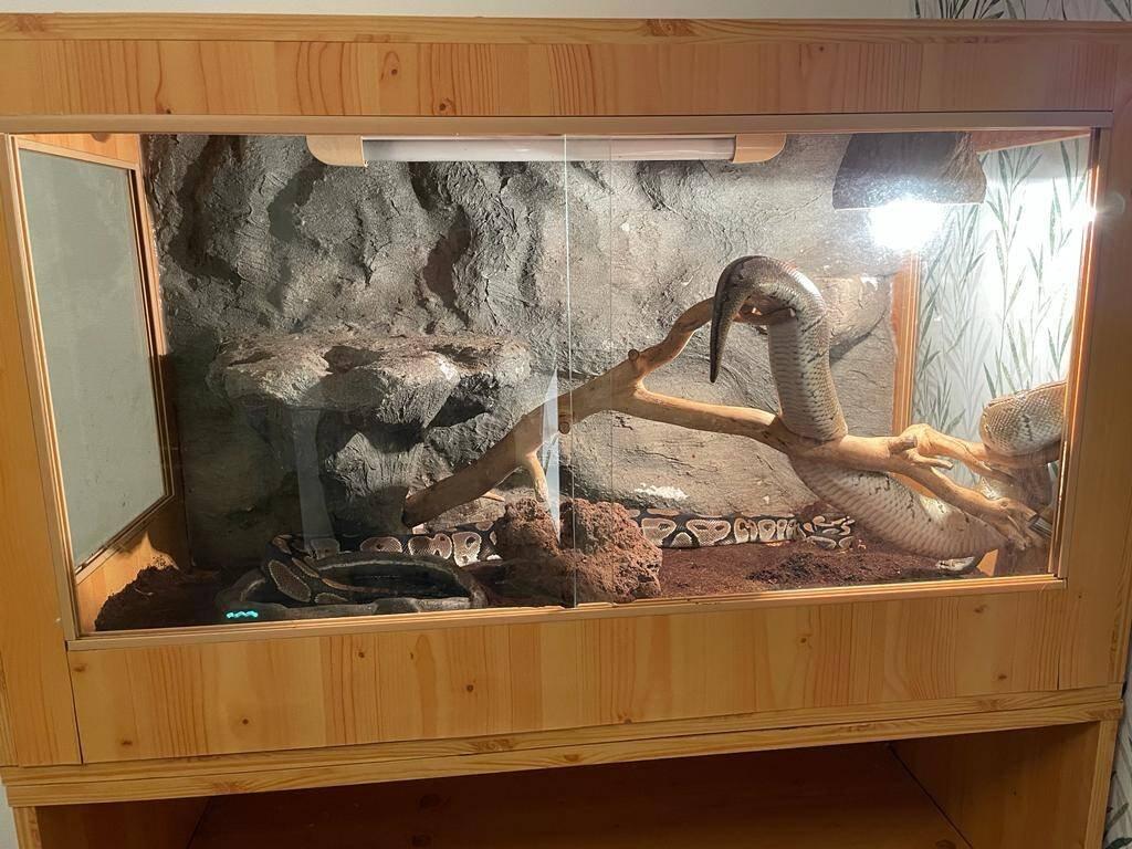 Daruji samici a samce krajty královské vč. terária