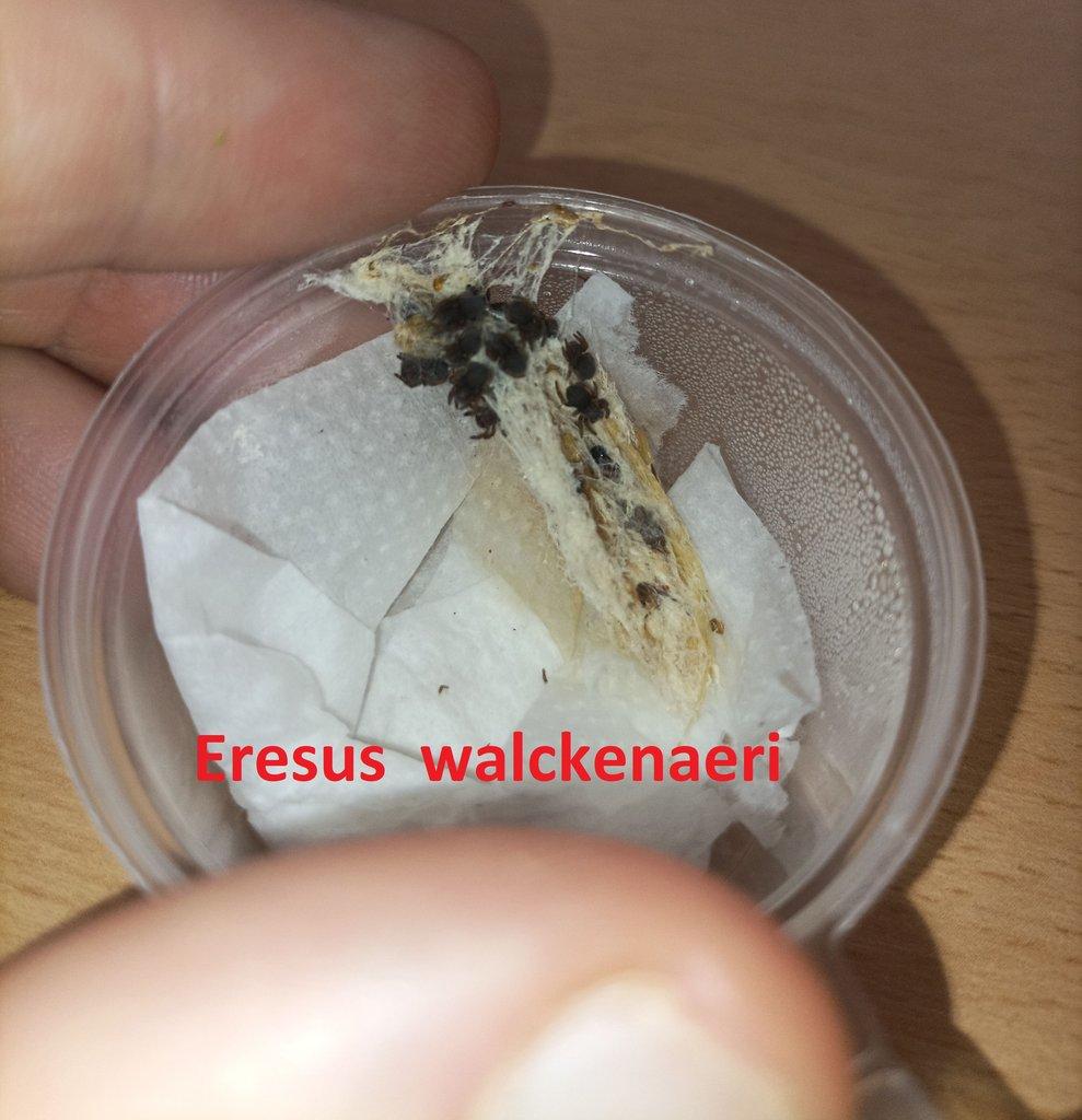 Stepníci rodu Eresus 3 druhy - Posledních pár kusů!