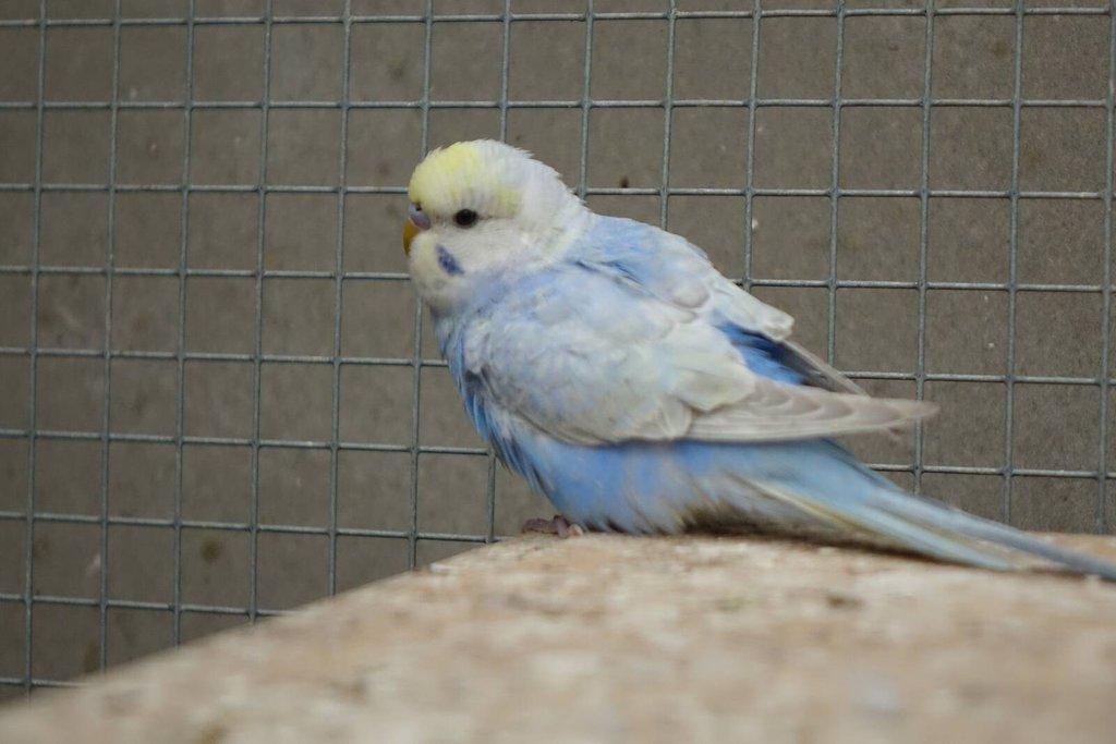 Prodám mladé andulky