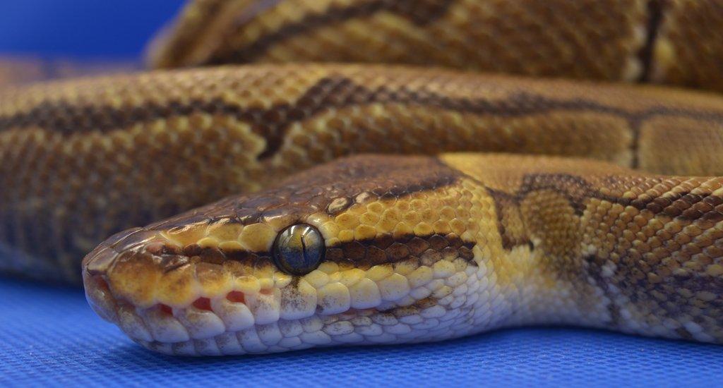 Krajta královská (Python regius) Pinstripe het Clown
