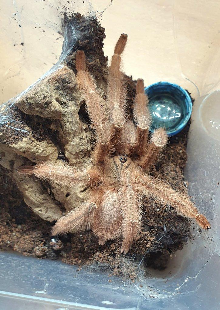 Adult samec Phormingochilus everetti