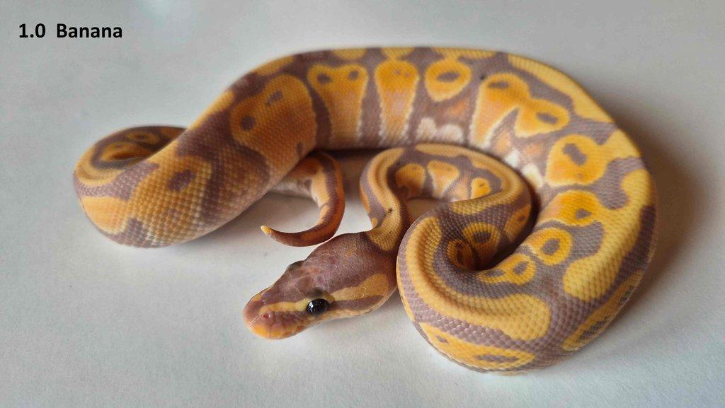 Krajta královská - prodám vlastní odchov  2023 - 2025