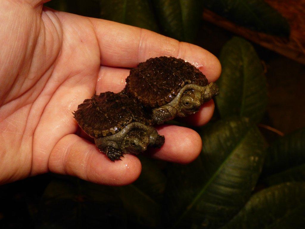 Kajmanka dravá (Chelydra serpentina) vlastní odchov