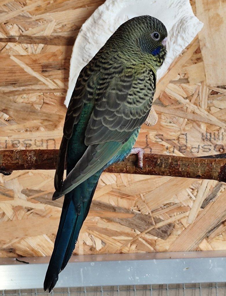 BFBW (Doubleblack) andulky.