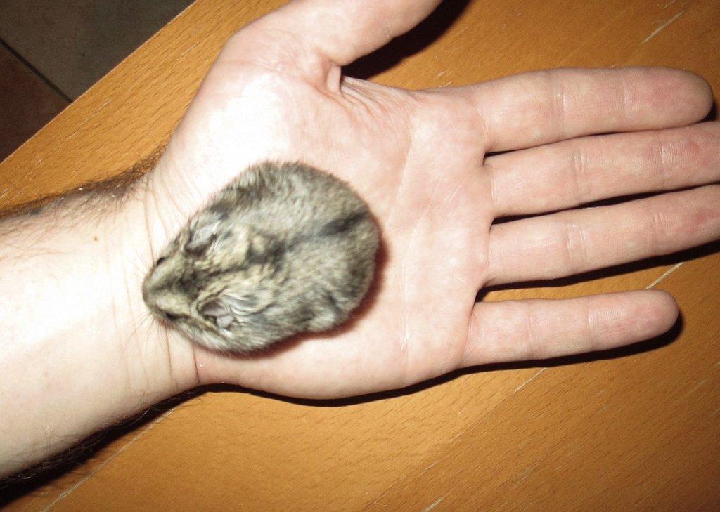 Křečík džungarský - mláďata