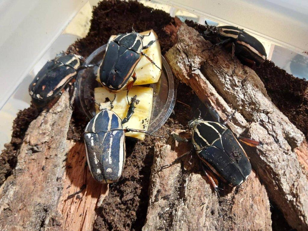 Nabídka imag a larev vybraných druhů brouků - Aktualizováno