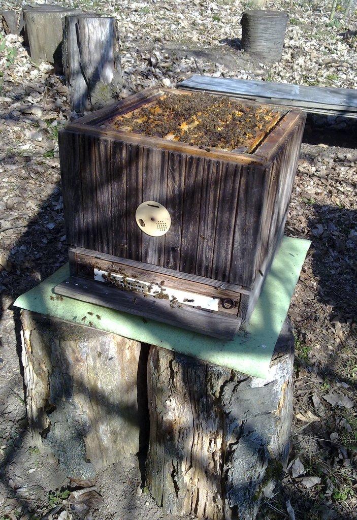 Prodám vyziované včelí oddělky