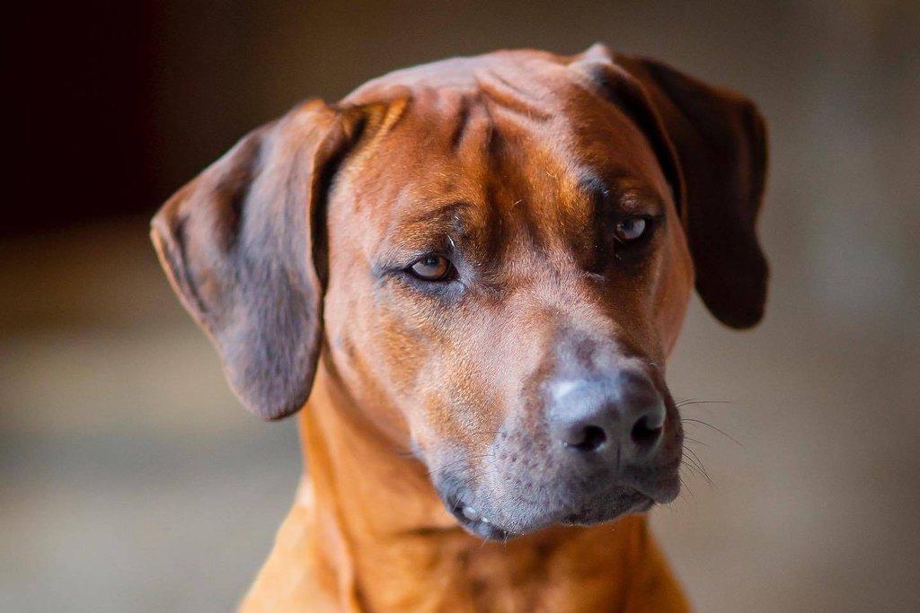Rhodéský ridgeback - štěňátka s PP