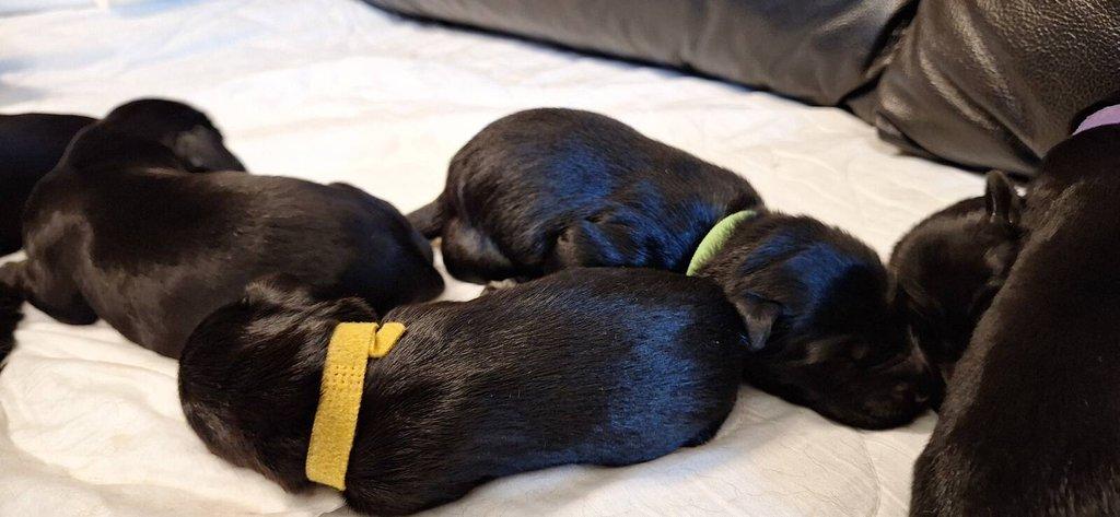 Flat Coated Retriever - štěňátka s PP + možnost výcvikových a socializačních lekcí zdarma