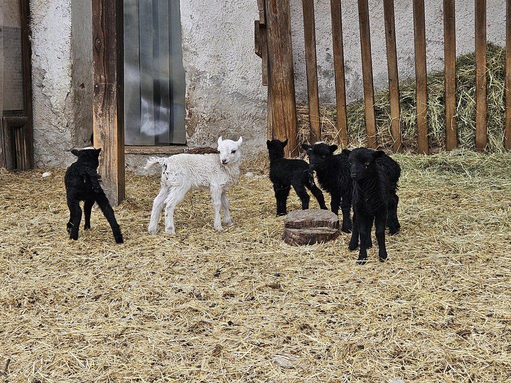 Prodám letošní jehňátka