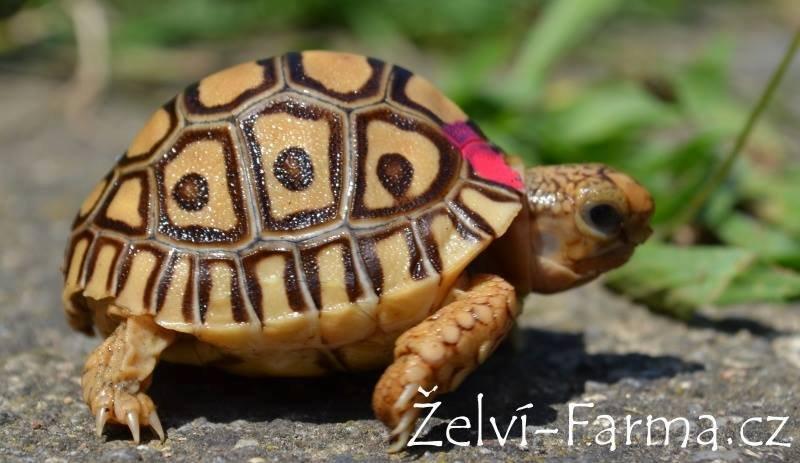 SUCHOZEMSKÉ ŽELVY PARDÁLÍ – vlastní odchov