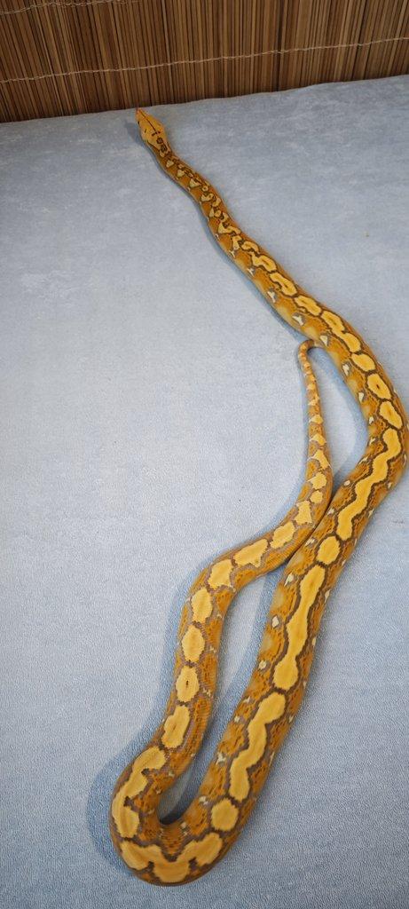 Krajta Mřížkovaná