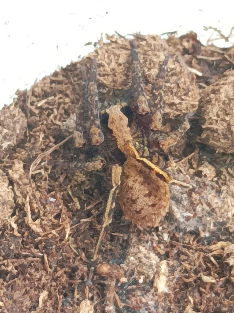 Bowie argentipes (Ctenidae) - Malajsie