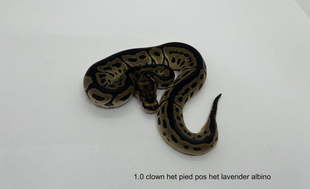 Krajta královská (Python regius)