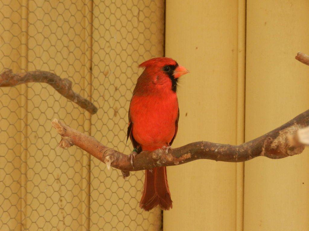 Kardinál červený - samec