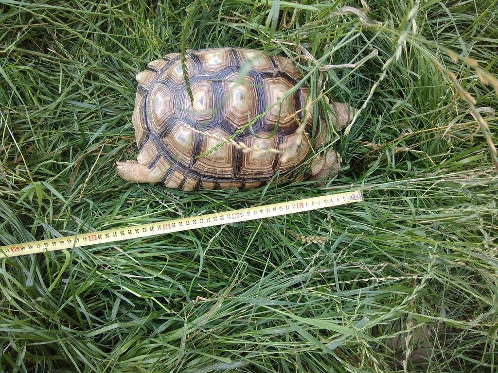 Želvy ostruhaté - sulcaty