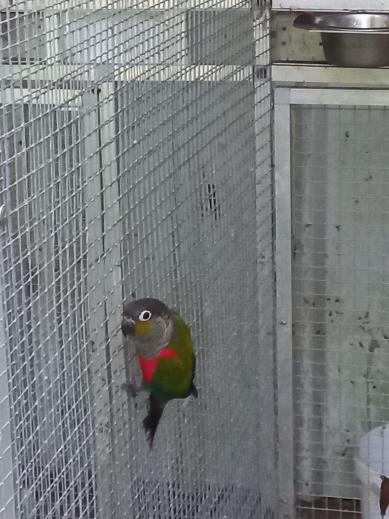 Prodám 1,1 Pyrura červenobřichá