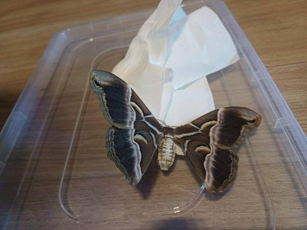 Prodám vajíčka martináče pajasanového