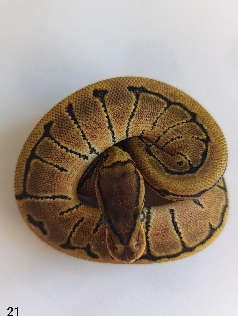 Krajta královská/ Python regius