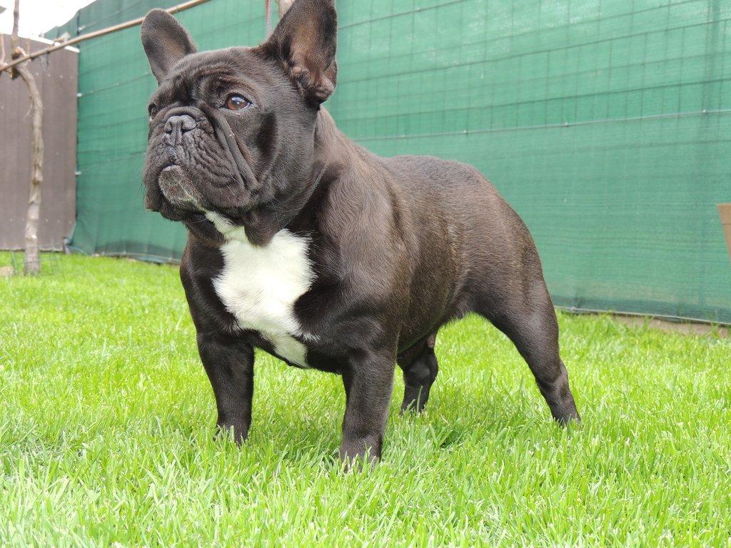 Francouzský buldoček s PP.