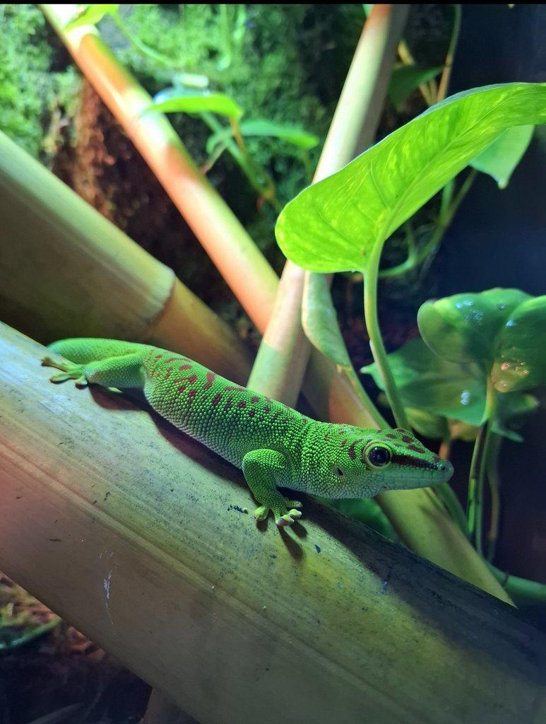 Felsumy madagaskarské