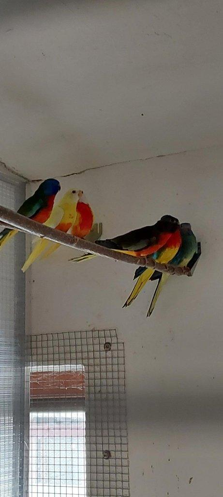 Neoféma modrohlavá