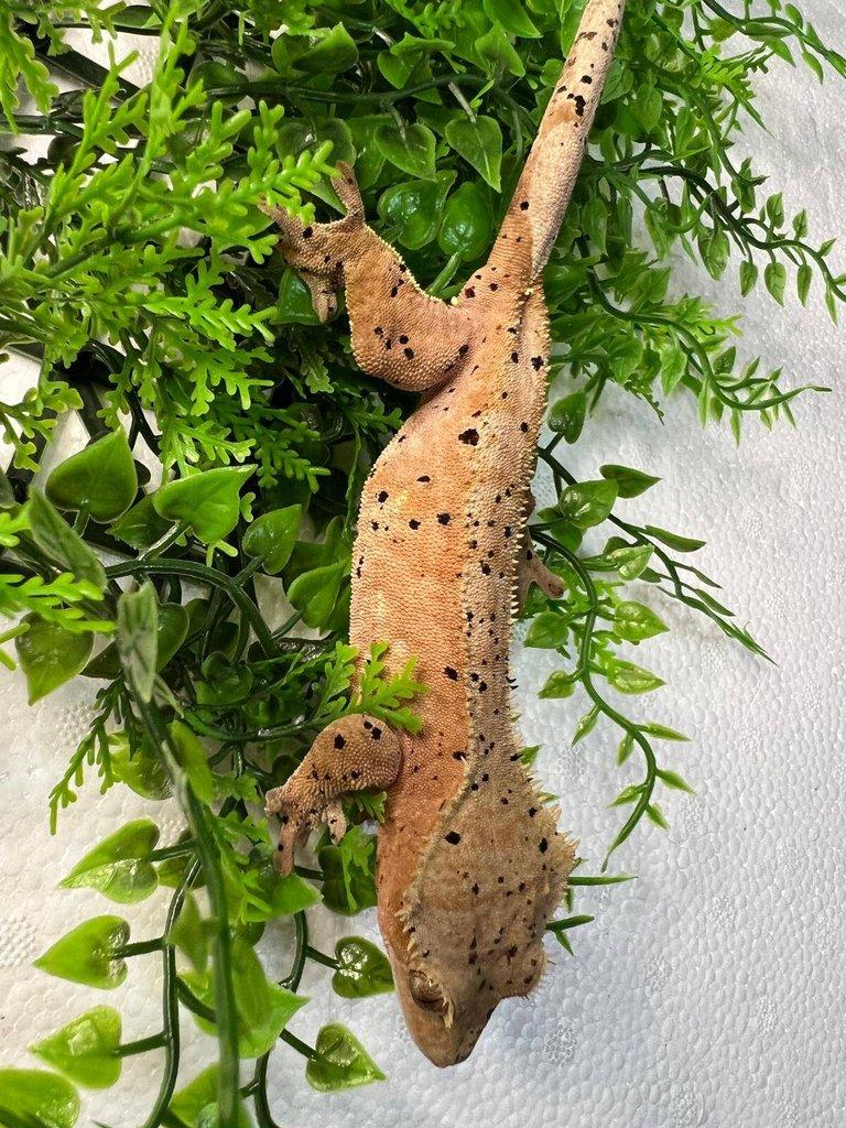 Pagekon řasnatý- Correlophus ciliatus