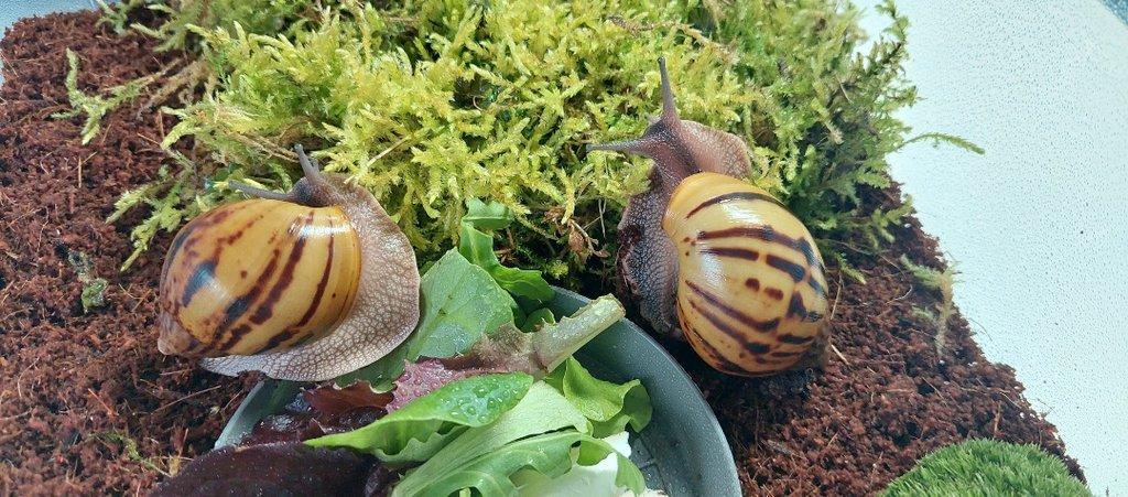Africký šnek, Archachatina, Achatina Ghana