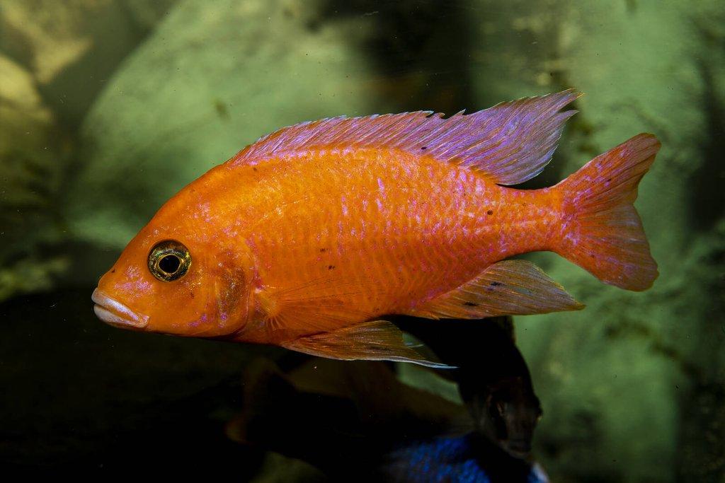 Aulonocara "Fire Fish"