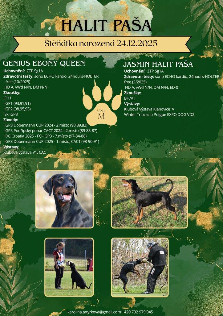 Dobrman – štěňata s PP | vrh M