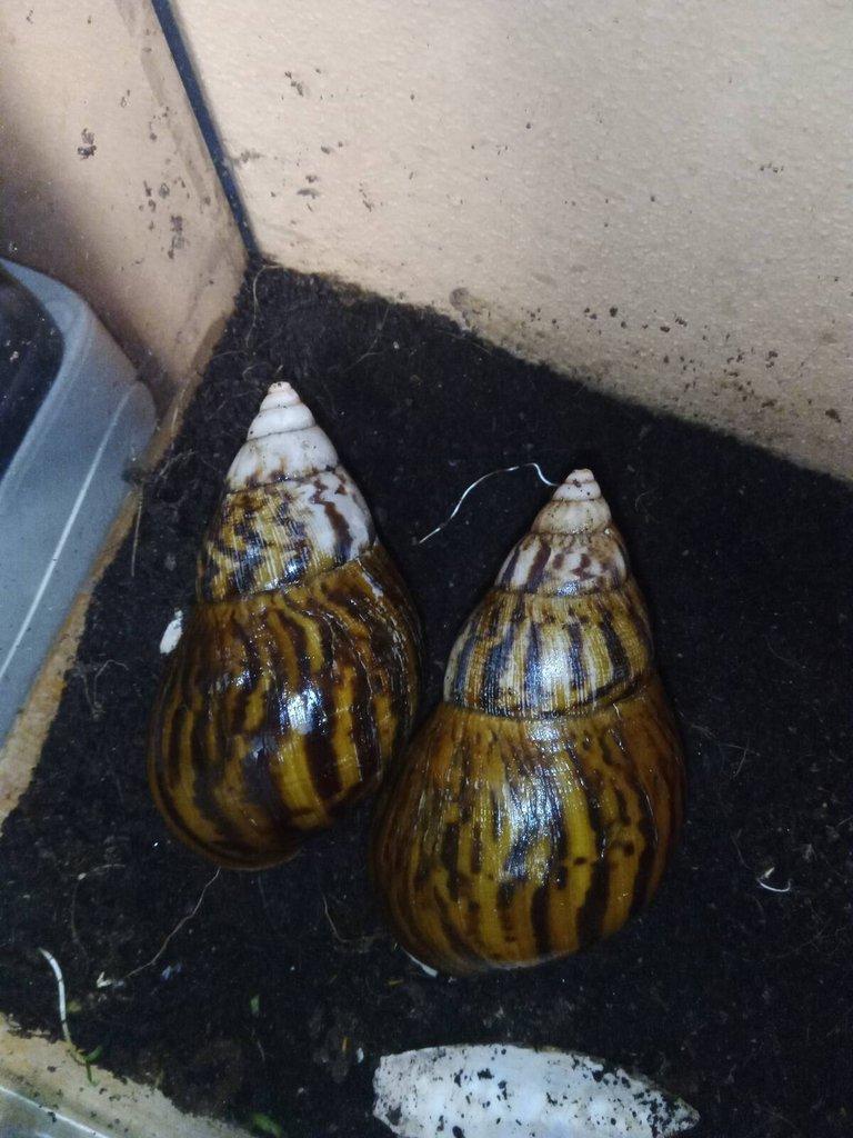 Šnek Achatina Achatina Nigeria Albino body