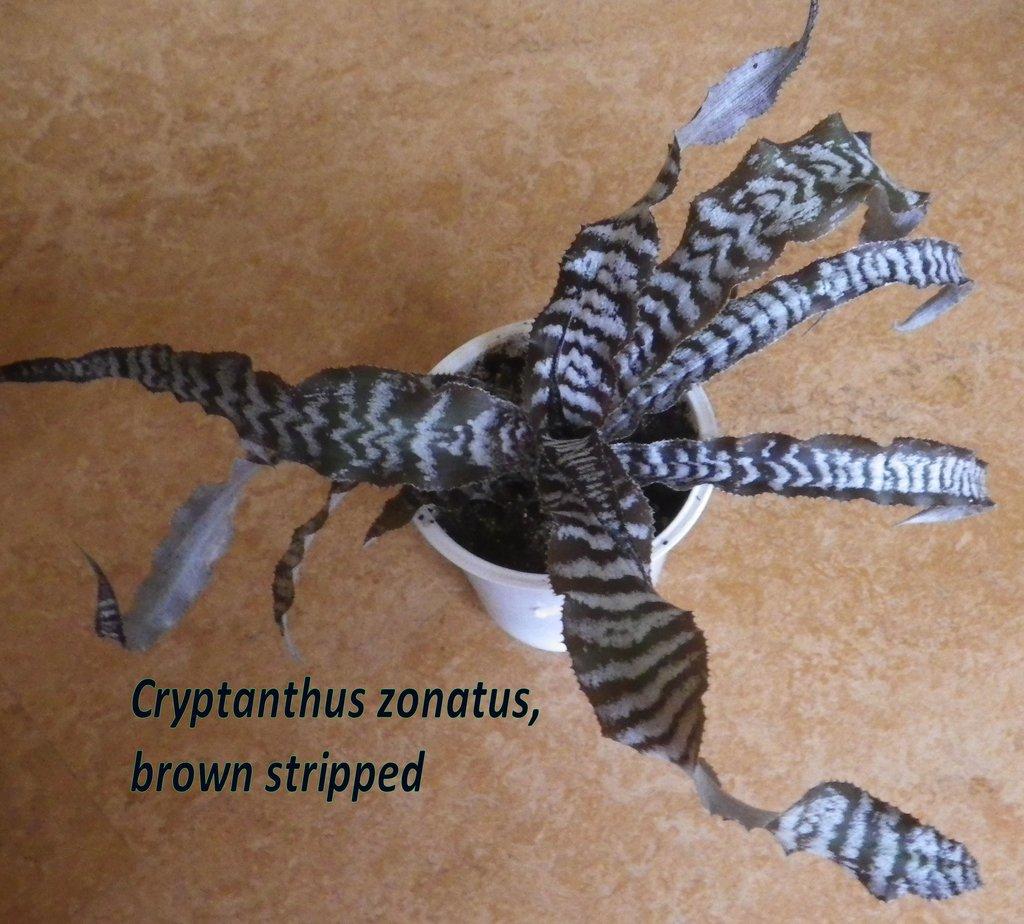 Terarijní bromélie Cryptanthus