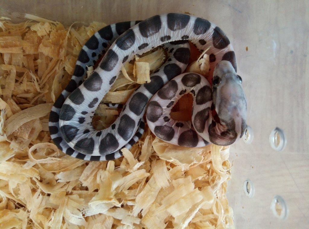 Scaleless