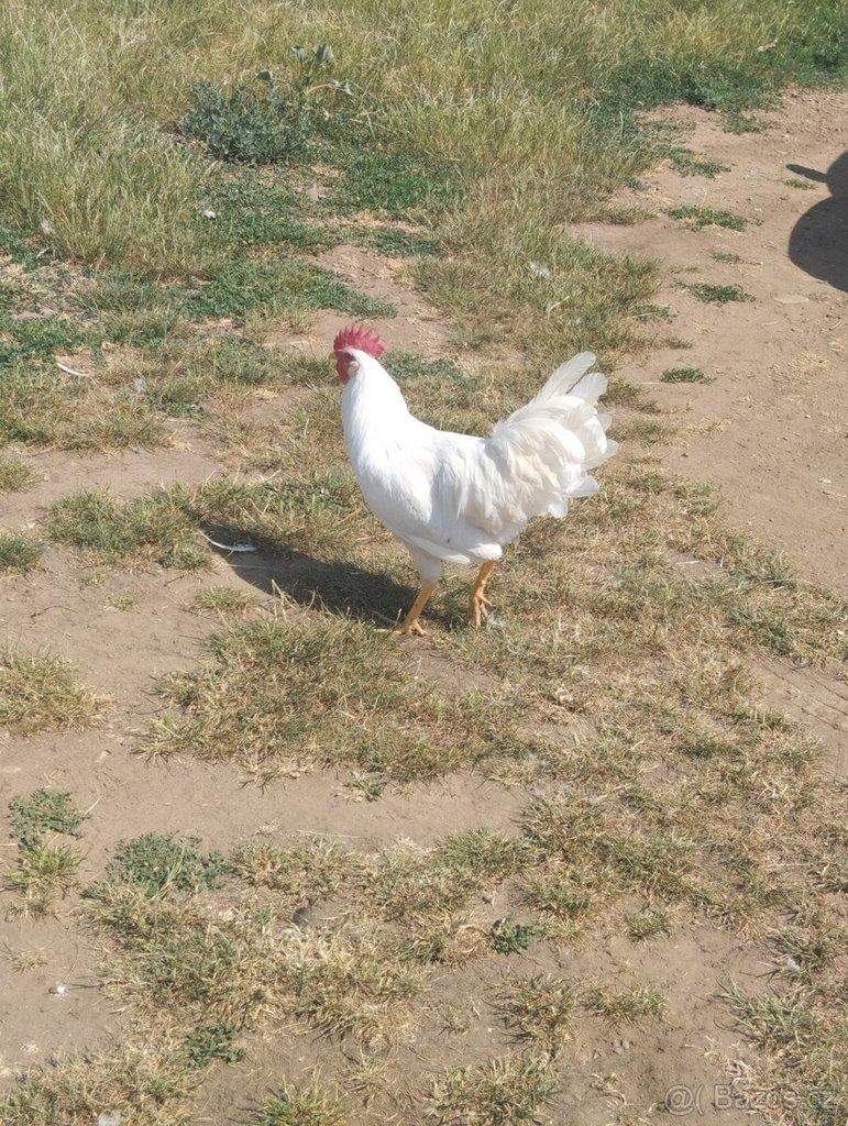 Kohouti Leghorn
