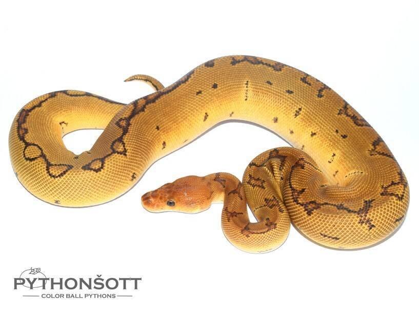 MLÁĎATA KRAJTY KRÁLOVSKÉ (Python regius)