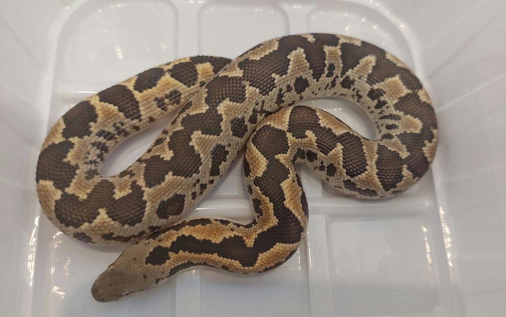 Gongylophis conicus