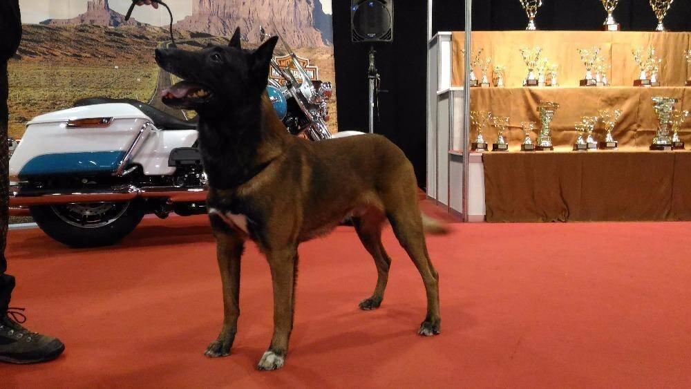 Belgický ovčák - Malinois - štěňata s pp - na záznam