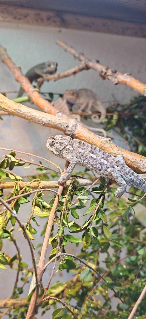 Chameleon Obecný - Chamaeleo Chamaeleon exkluzivní odchov.