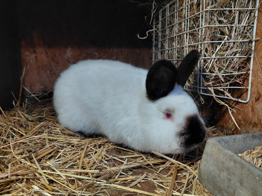 Kalifornský černý - tetovaný samec s PP, oceněný, očkovaný